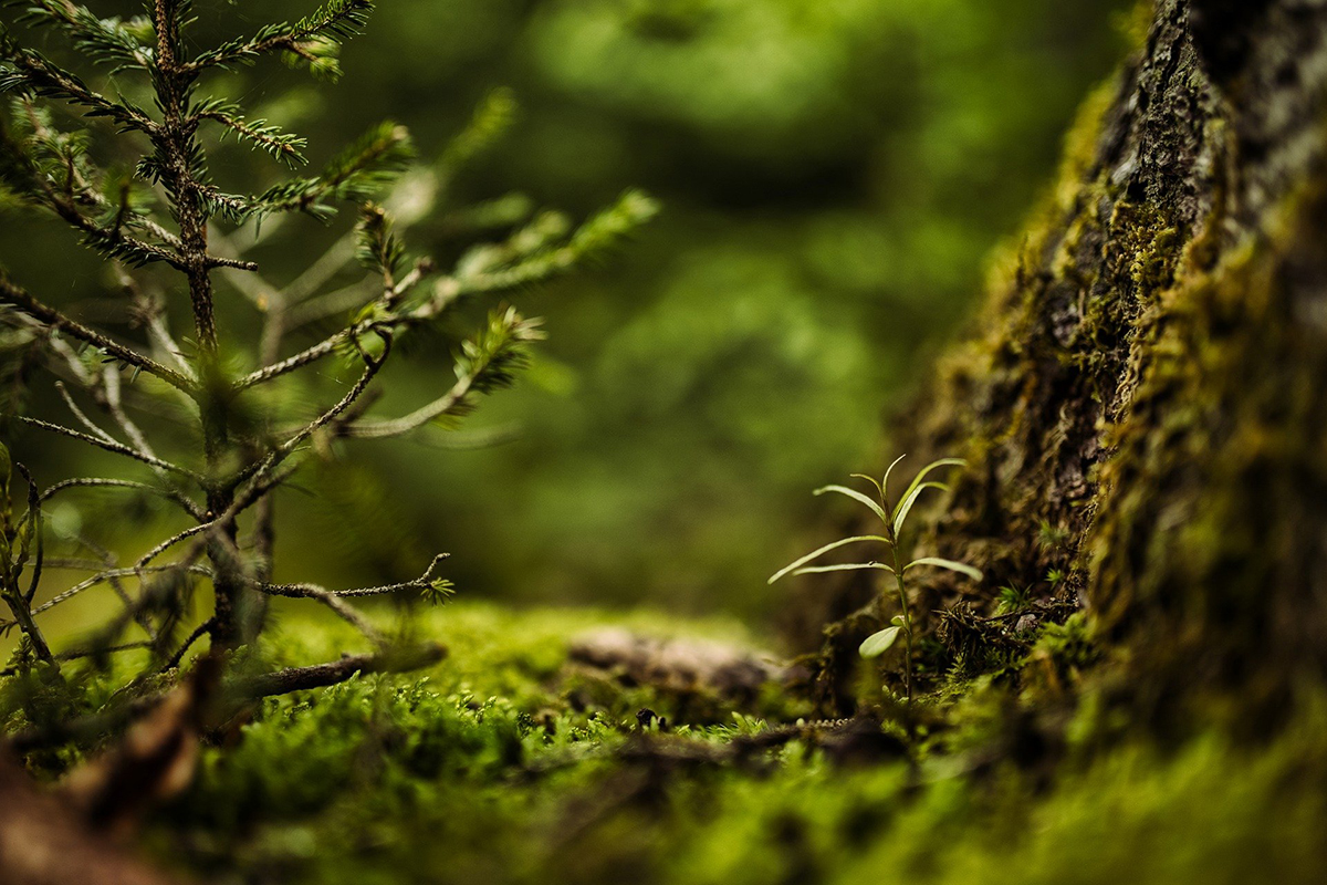bosque-planta-musgo